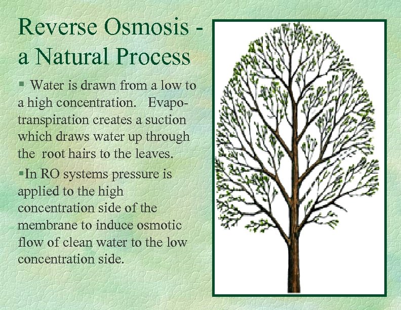 Reverse Osmosis a Natural Process § Water is drawn from a low to a