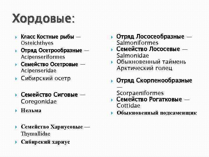 Хордовые: Класс Костные рыбы — Osteichthyes Отряд Осетрообразные — Acipenseriformes Семейство Осетровые — Acipenseridae