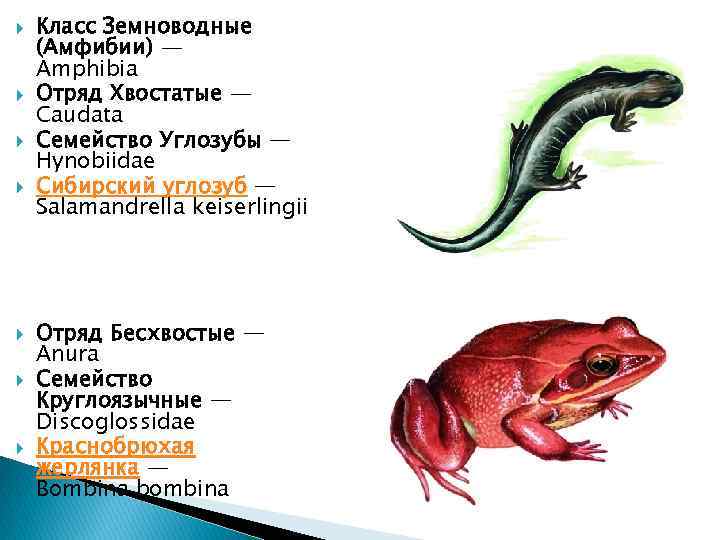  Класс Земноводные (Амфибии) — Amphibia Отряд Хвостатые — Caudata Семейство Углозубы — Hynobiidae