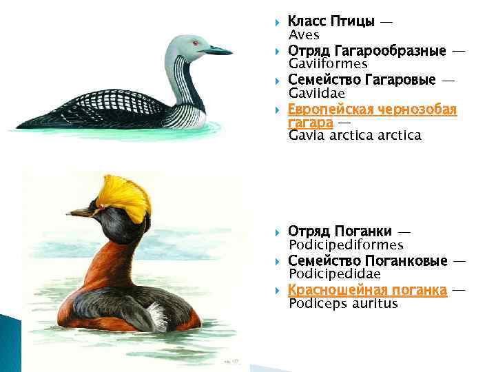  Класс Птицы — Aves Отряд Гагарообразные — Gaviiformes Семейство Гагаровые — Gaviidae Европейская