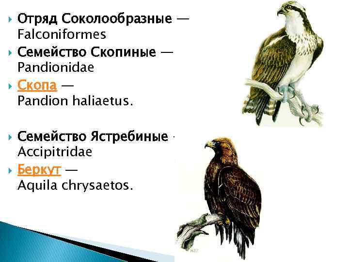  Отряд Соколообразные — Falconiformes Семейство Скопиные — Pandionidae Скопа — Pandion haliaetus. Семейство