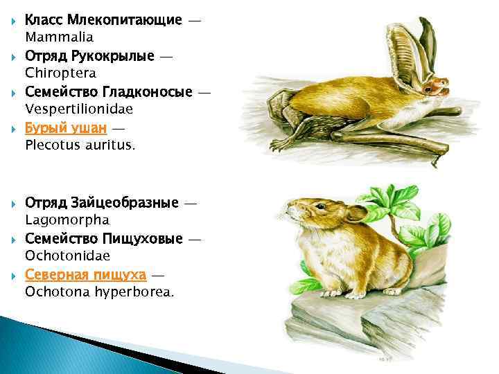  Класс Млекопитающие — Mammalia Отряд Рукокрылые — Chiroptera Семейство Гладконосые — Vespertilionidae Бурый