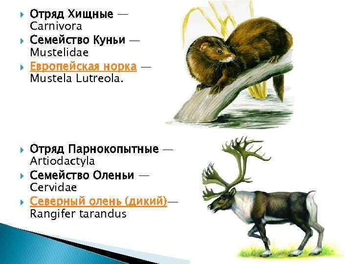  Отряд Хищные — Carnivora Семейство Куньи — Mustelidae Европейская норка — Mustela Lutreola.
