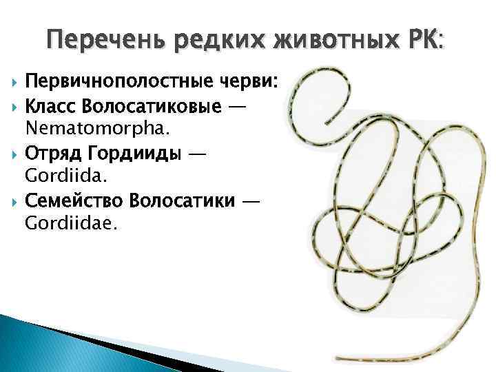 Перечень редких животных РК: Первичнополостные черви: Класс Волосатиковые — Nematomorpha. Отряд Гордииды — Gordiida.