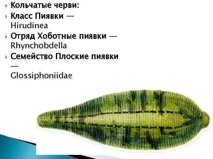  Кольчатые черви: Класс Пиявки — Hirudinea Отряд Хоботные пиявки — Rhynchobdella Семейство Плоские