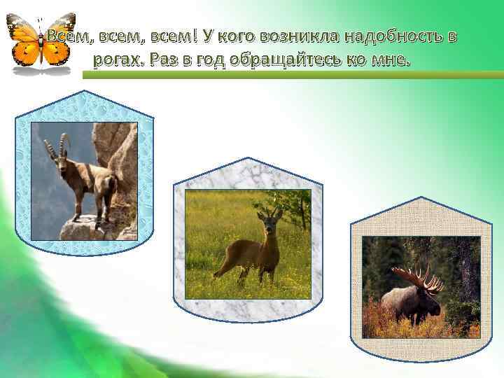 Всем, всем! У кого возникла надобность в рогах. Раз в год обращайтесь ко мне.