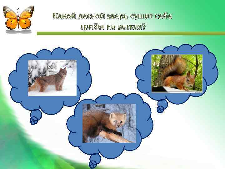 Какой лесной зверь сушит себе грибы на ветках? 