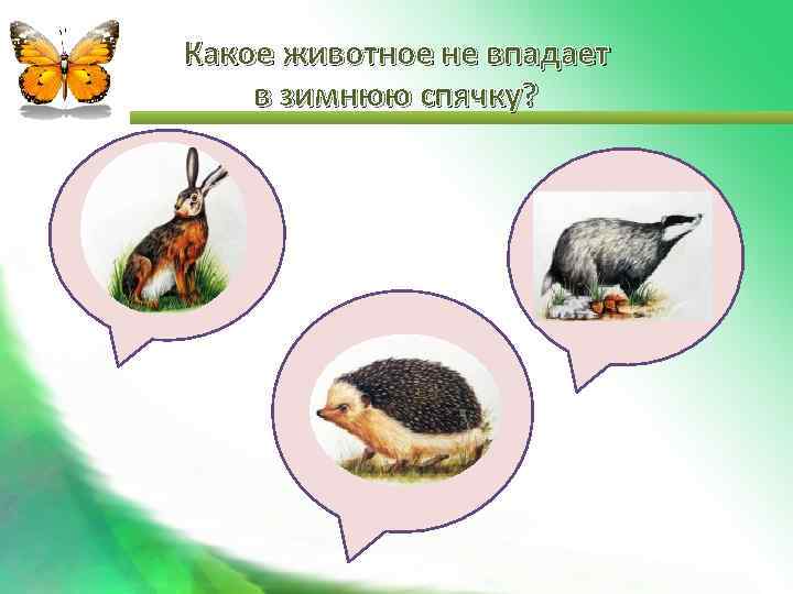 Какое животное не впадает в зимнюю спячку? 