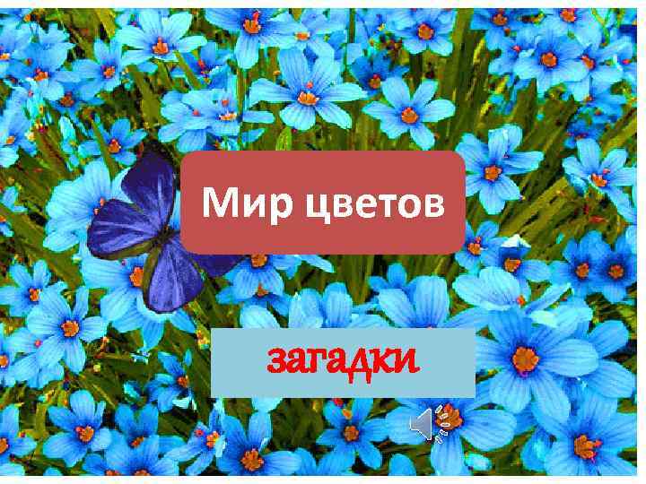 Мир цветов загадки 