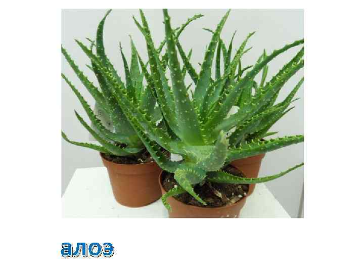 алоэ 