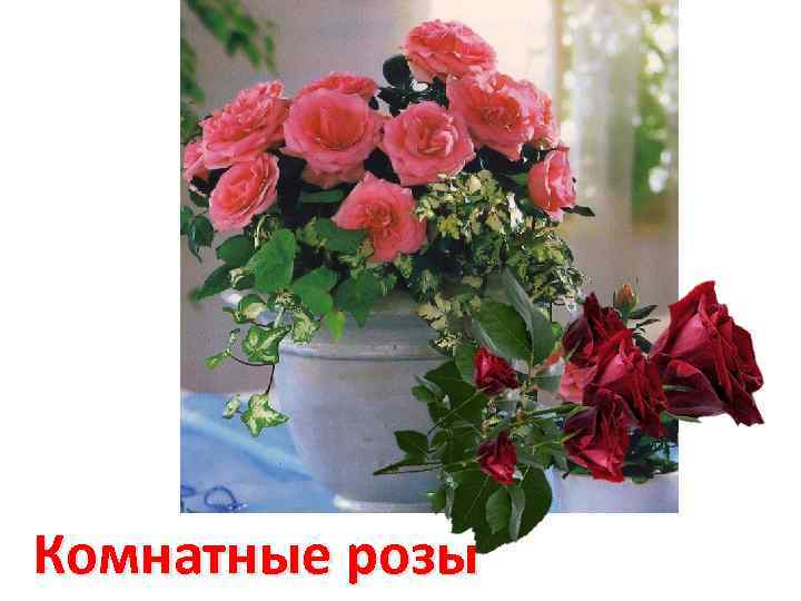 Комнатные розы 