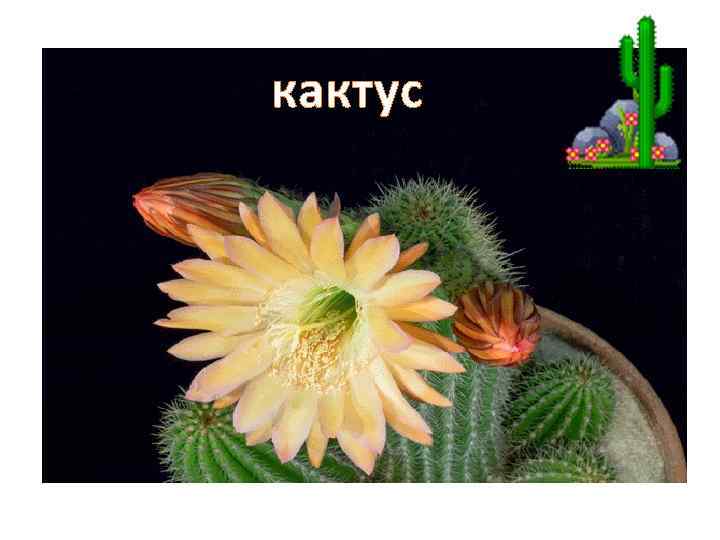 кактус 