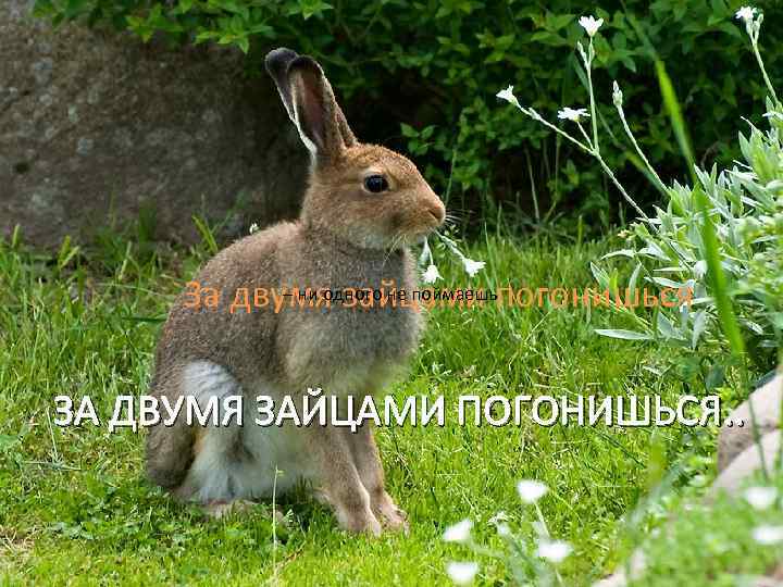 – ни одного не поймаешь За двумя зайцами погонишься ЗА ДВУМЯ ЗАЙЦАМИ ПОГОНИШЬСЯ. .