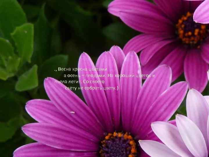 . , Весна красна цветами а осень – плодами. На хороший цветок и пчела