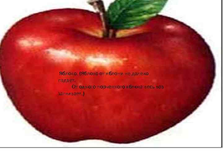 Яблоко. (Яблоко от яблони не далеко падает. От одного порченного яблока весь воз загнивает.