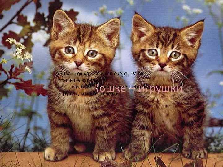 (Знает кошка, чье мясо съела. Рано пташечка запела, , . как бы кошечка не