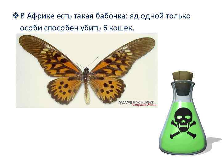  В Африке есть такая бабочка: яд одной только особи способен убить 6 кошек.