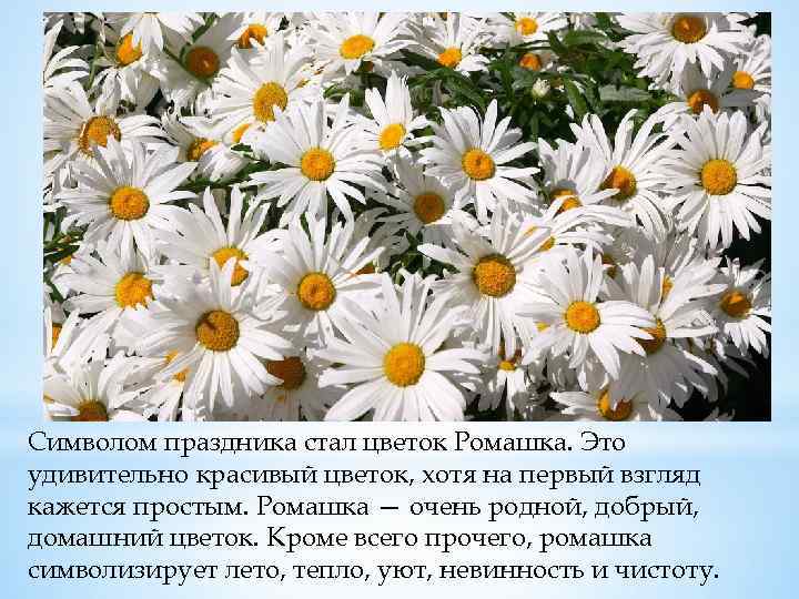 Символом праздника стал цветок Ромашка. Это удивительно красивый цветок, хотя на первый взгляд кажется