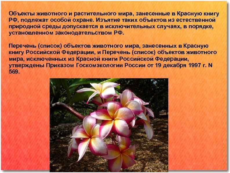 Объекты животного и растительного мира, занесенные в Красную книгу РФ, подлежат особой охране. Изъятие