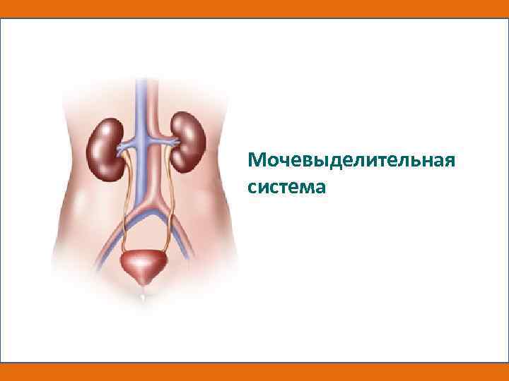 Мочевыделительная система 