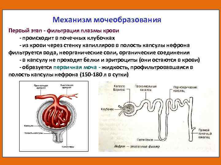 Последовательность движения мочи в организме человека. Фильтрация крови в капсулах нефронов. Выделительная система строение нефрона. Капсула нефрона процесс фильтрации крови. Процесс фильтрации крови в нефроне схема.