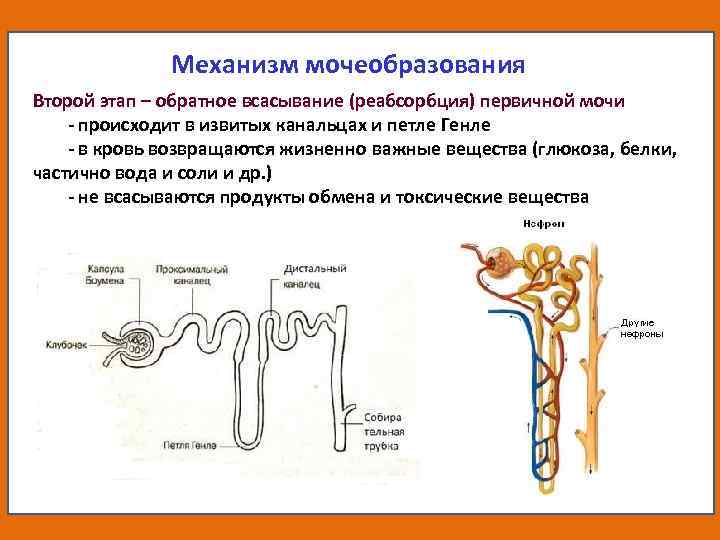 Механизм мочеобразования схема