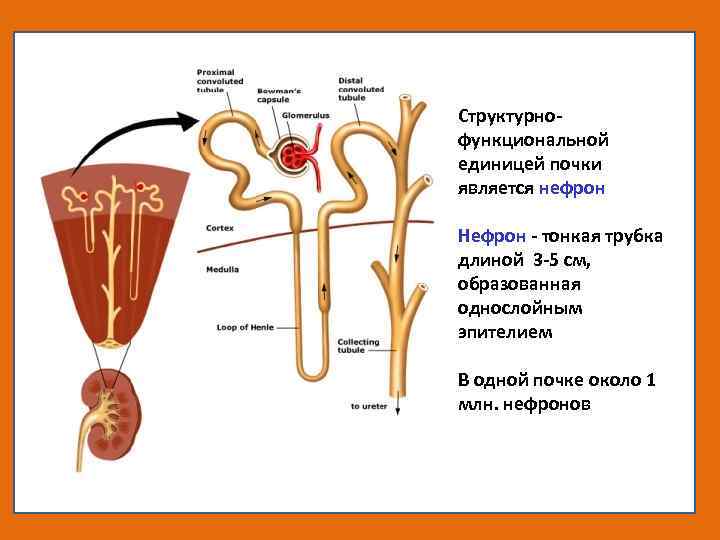 Строение мочевыделительной системы человека рисунок с подписями