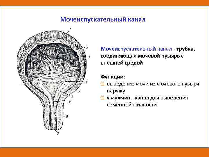 Схема мочевыделительной системы у женщин