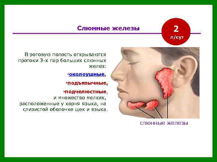 Слюнные железы 2 л/сут В ротовую полость открываются протоки 3 -х пар больших слюнных