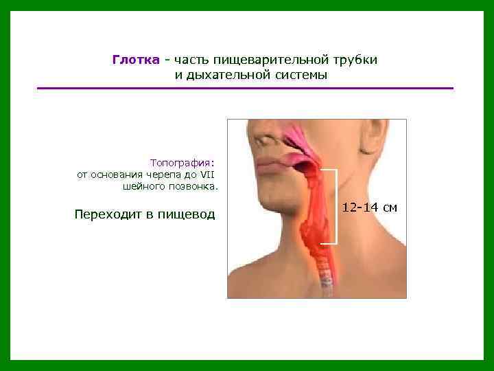 Глотка - часть пищеварительной трубки и дыхательной системы Топография: от основания черепа до VII