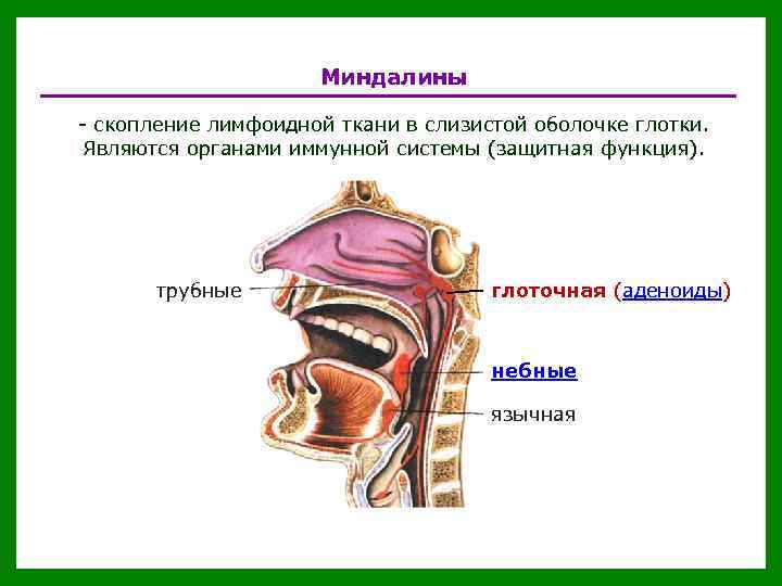 Миндалины - скопление лимфоидной ткани в слизистой оболочке глотки. Являются органами иммунной системы (защитная