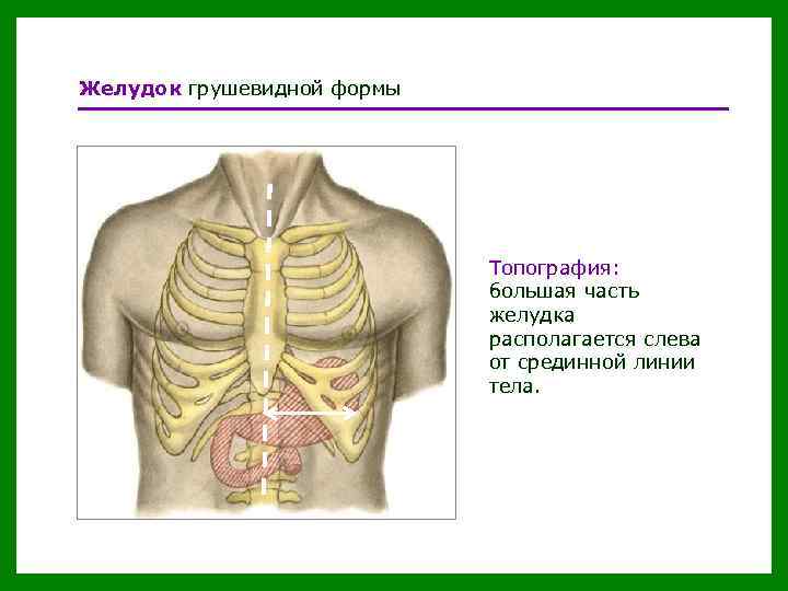 Желудок грушевидной формы Топография: большая часть желудка располагается слева от срединной линии тела. 