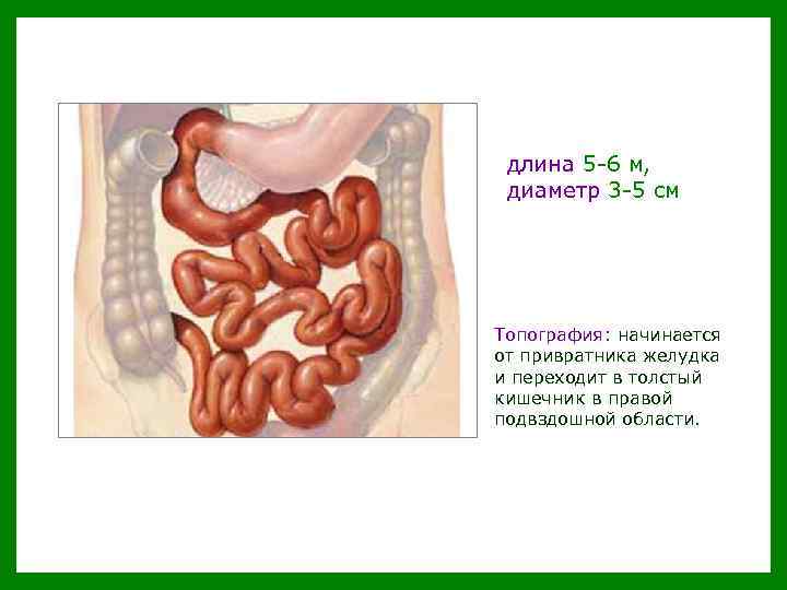 длина 5 -6 м, диаметр 3 -5 см Топография: начинается от привратника желудка и