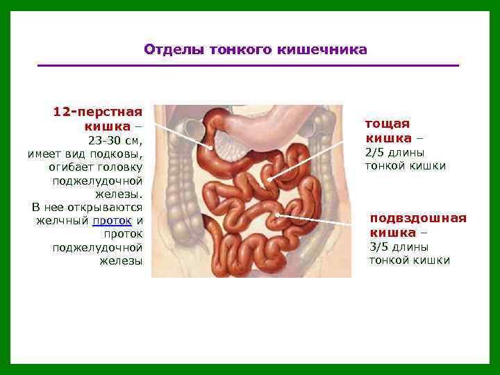 Отделы тонкого кишечника 12 -перстная кишка – 23 -30 см, имеет вид подковы, огибает