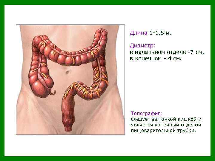 Длина 1 -1, 5 м. Диаметр: в начальном отделе -7 см, в конечном -