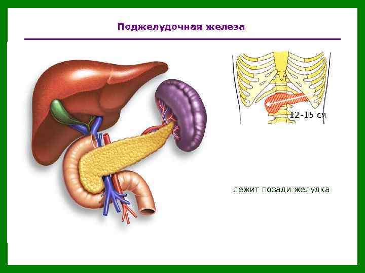 Поджелудочная железа печень желудок поджелудочная железа 12 -15 см Топография: лежит позади желудка 