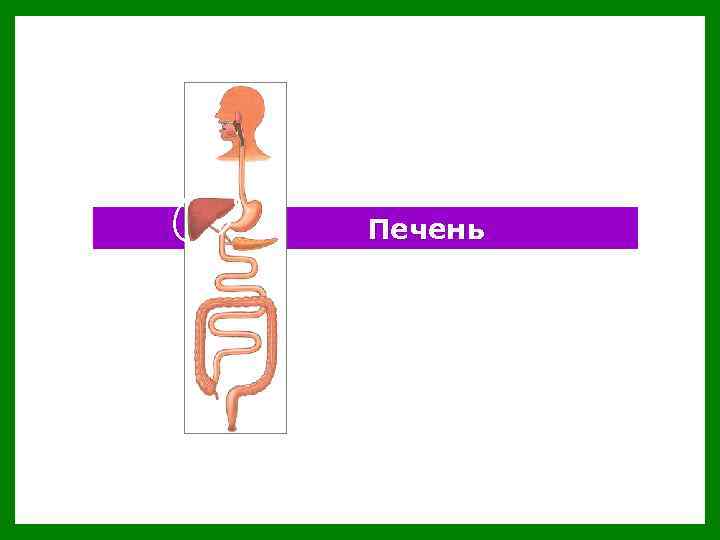 Печень 