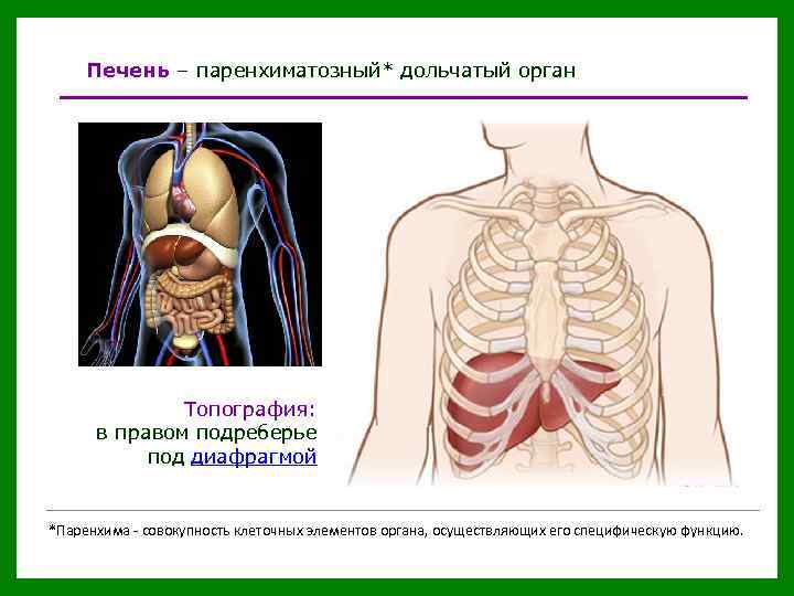 Печень – паренхиматозный* дольчатый орган Топография: в правом подреберье под диафрагмой *Паренхима - совокупность