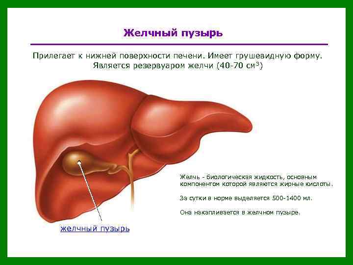 Желчный пузырь Прилегает к нижней поверхности печени. Имеет грушевидную форму. Является резервуаром желчи (40