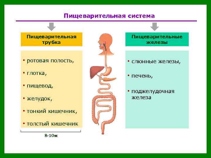 Пищеварительная система Пищеварительная трубка Пищеварительные железы • ротовая полость, • слюнные железы, • глотка,