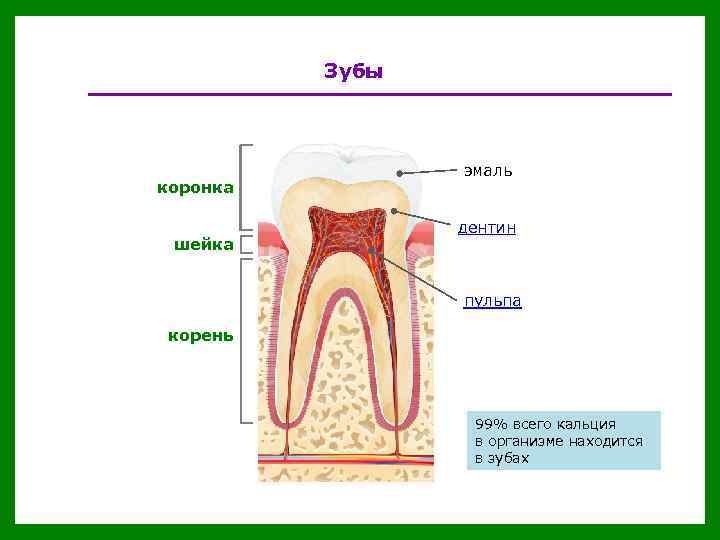 Зубы коронка шейка эмаль дентин пульпа корень 99% всего кальция в организме находится в