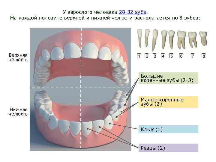 У взрослого человека 28 -32 зуба. На каждой половине верхней и нижней челюсти располагается