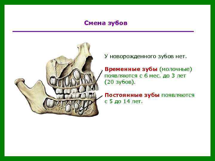 Смена зубов У новорожденного зубов нет. Временные зубы (молочные) появляются с 6 мес. до