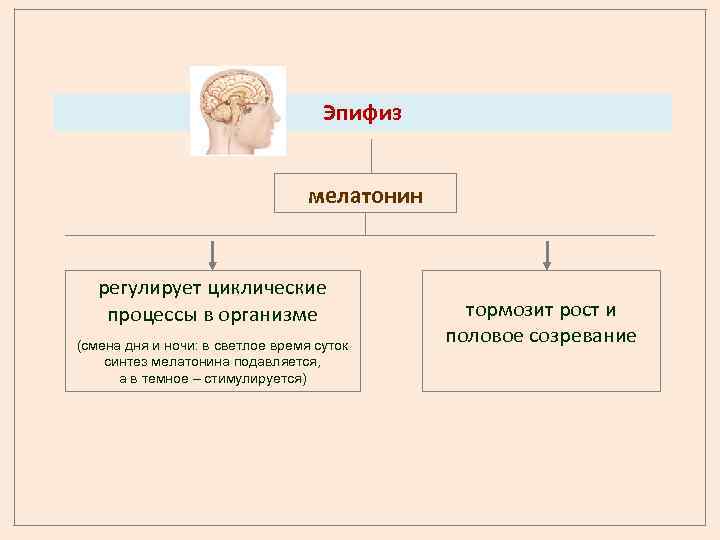 Эпифиз мелатонин регулирует циклические процессы в организме (смена дня и ночи: в светлое время