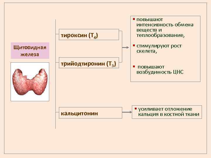 Гуморальное влияние гипофиза на функционирование щитовидной железы рисунке схематично изображено