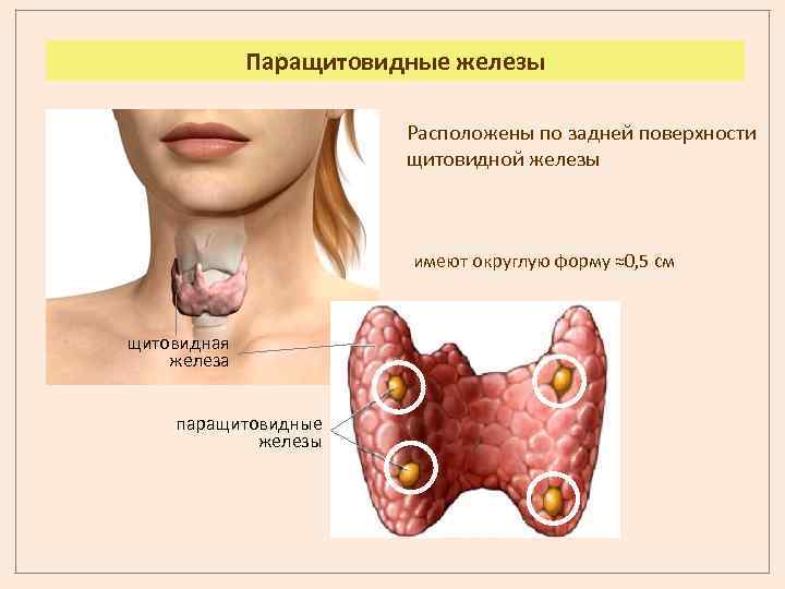 Паращитовидные железы картинка