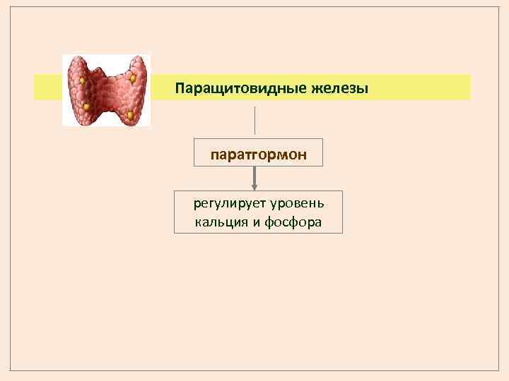 Паращитовидные железы паратгормон регулирует уровень кальция и фосфора 