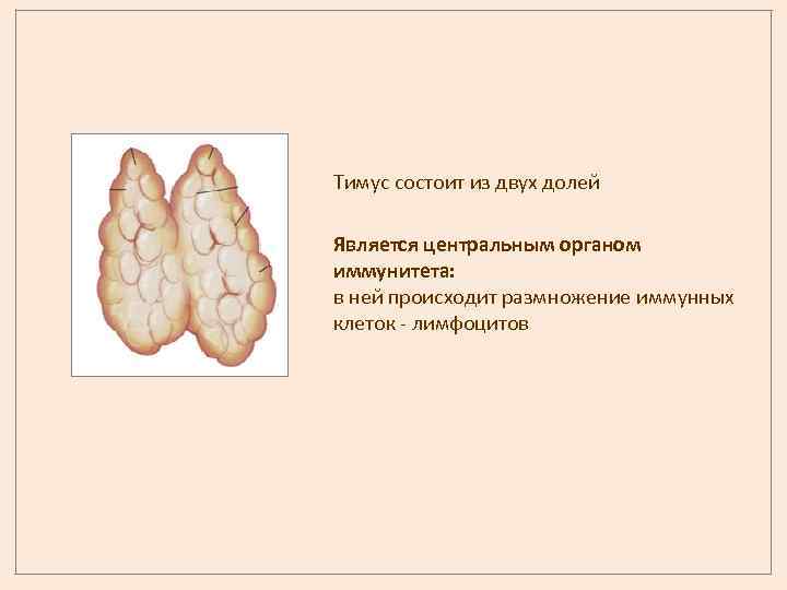 Тимус состоит из двух долей Является центральным органом иммунитета: в ней происходит размножение иммунных
