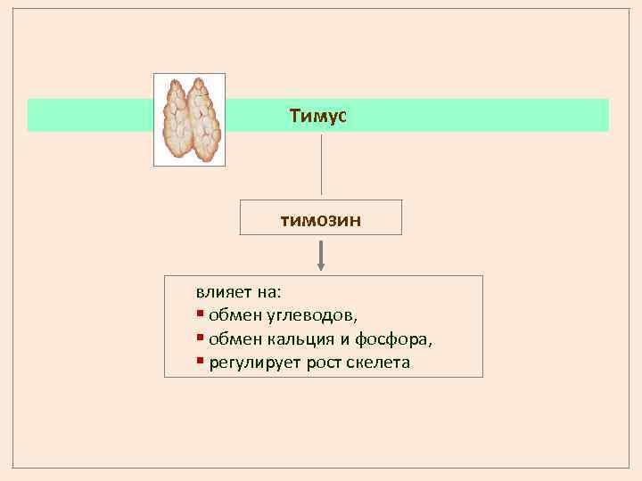 Тимус тимозин влияет на: § обмен углеводов, § обмен кальция и фосфора, § регулирует