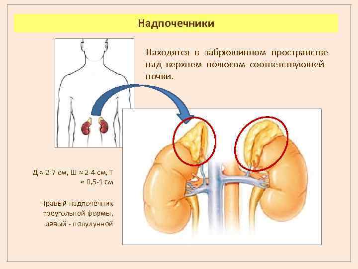 Надпочечники Находятся в забрюшинном пространстве над верхнем полюсом соответствующей почки. Д ≈ 2 -7